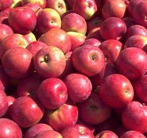 Au coeur de la pomme 540x280