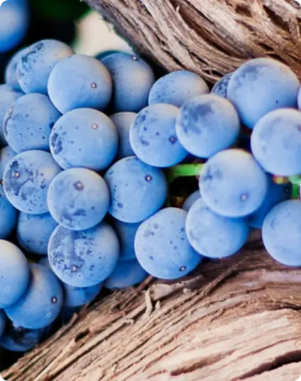 Raisins vignoble