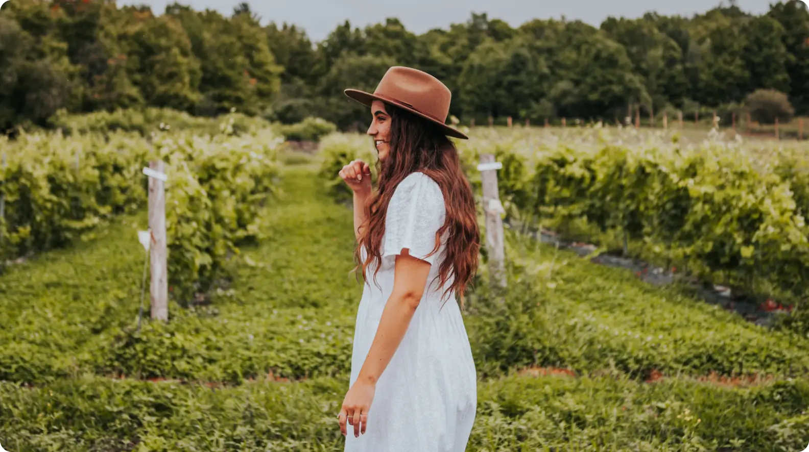 Vignoble 1 Vignoble
