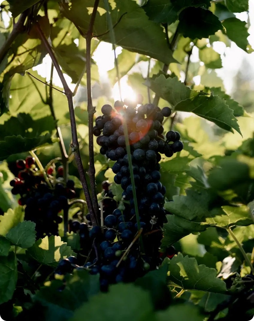 Grape raisin