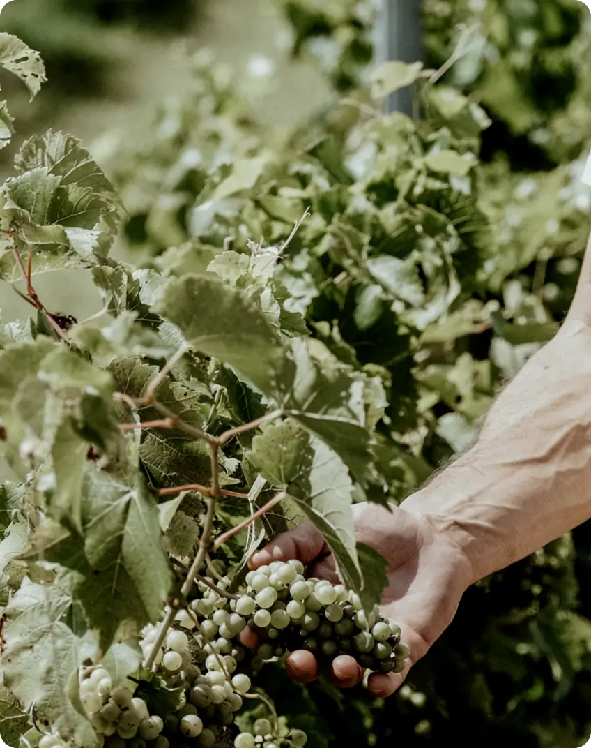 Vignes