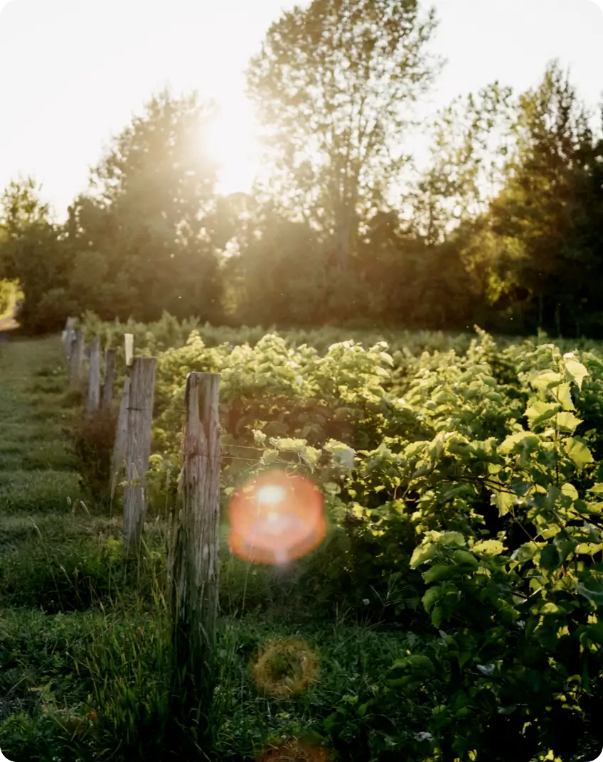 Vignoble coucher soleil