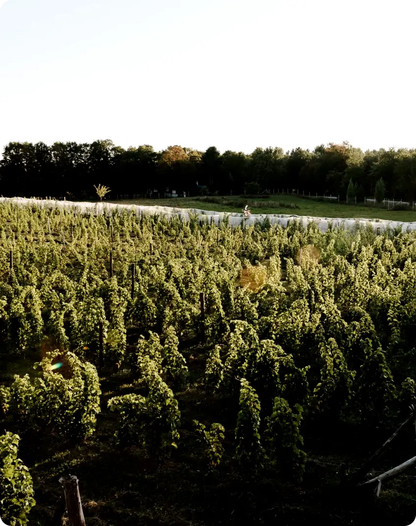 Mariage dans un Vignoble