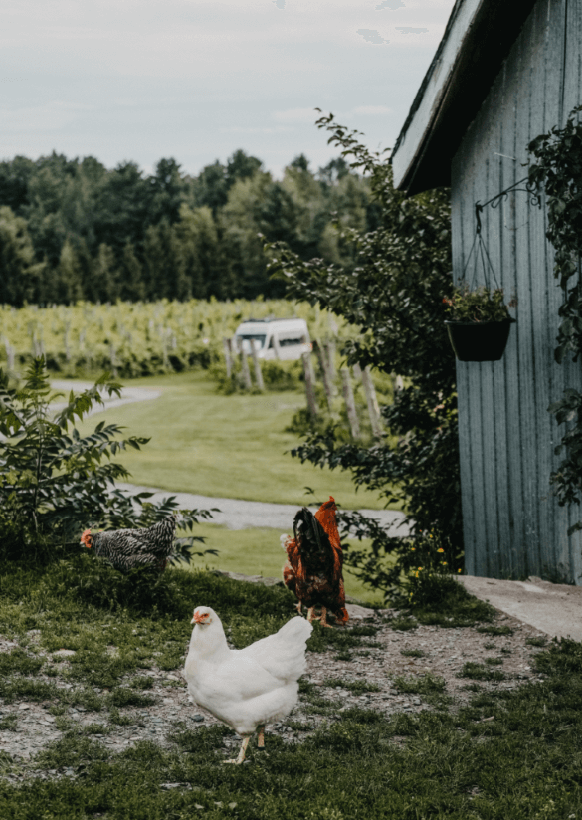 poules 1 poules 1