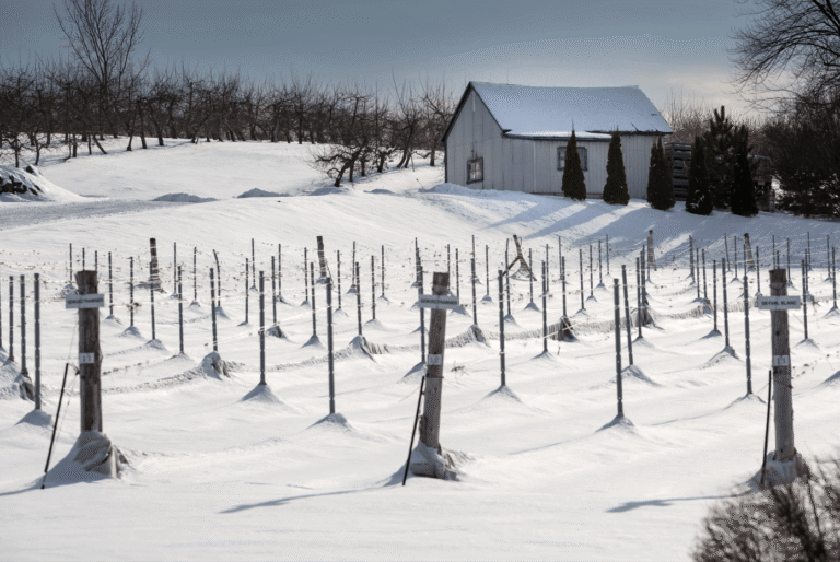 Overcoming Québec’s Climate: Techniques for Overwintering and Managing Spring Frost