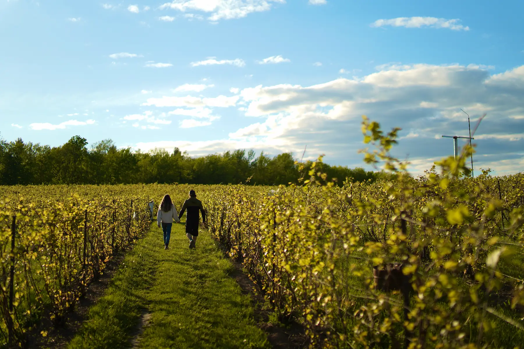 1 Vignoble Bromont alex Poirier 1 2 1 Vignoble Bromont alex Poirier 1 2