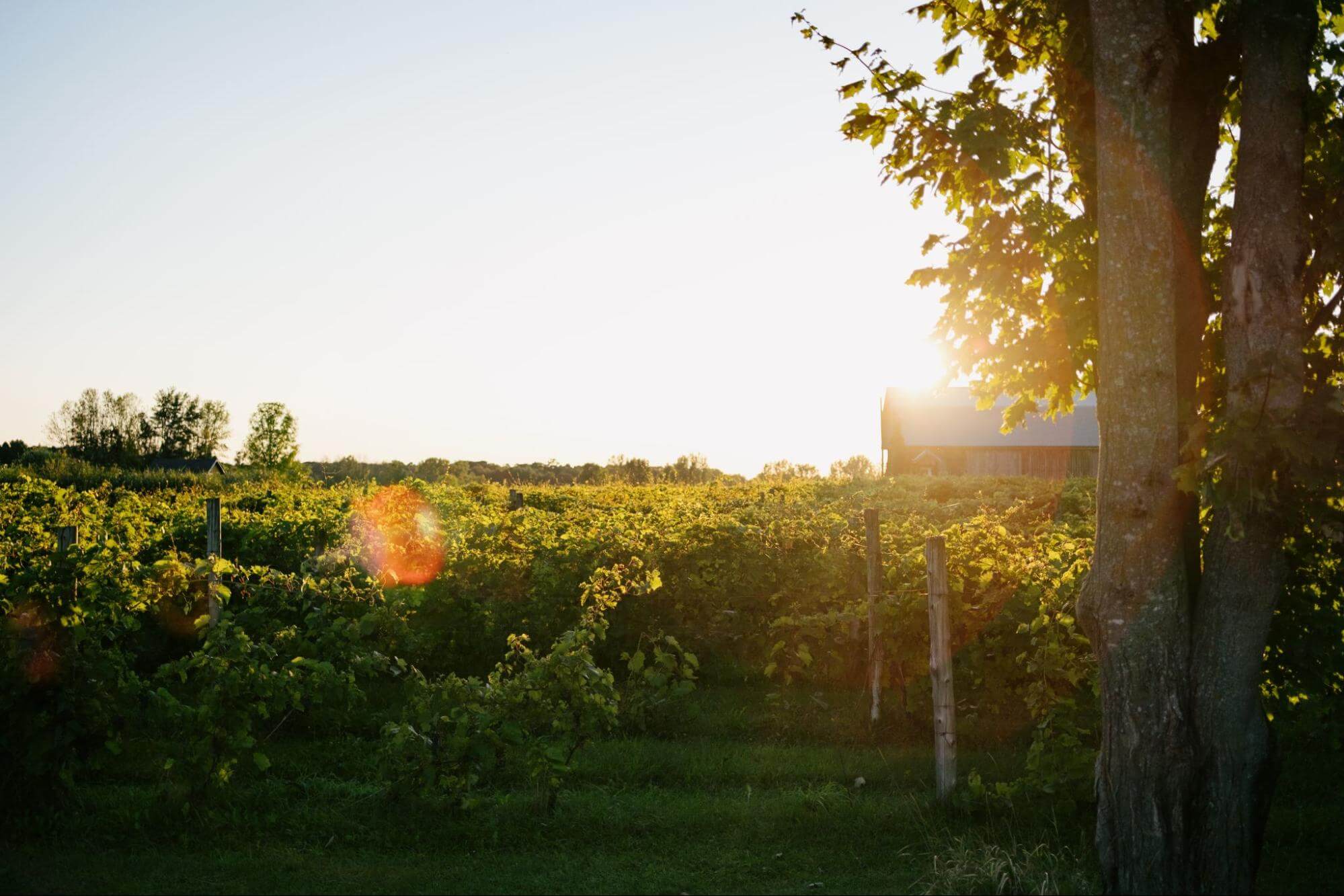 image4 1 Vignoble avec grange en été