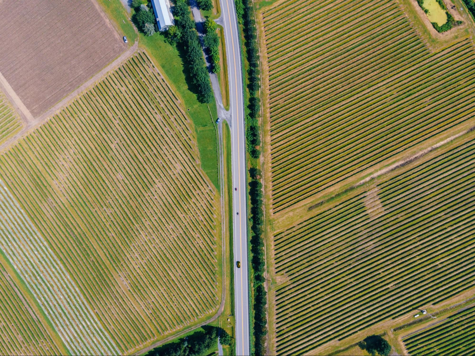 image4 Vue aérienne d'une route bordée de champs, en été.