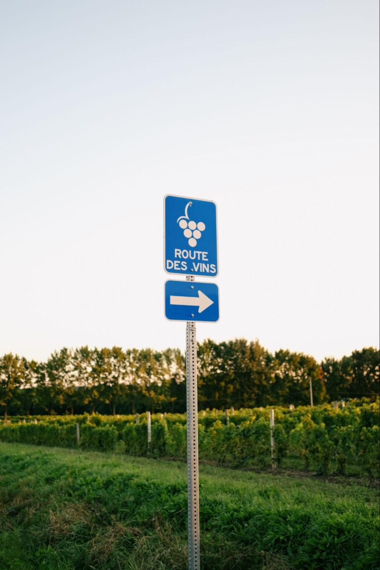 Panneau ROUTE DES VINS devant un vignoble en été