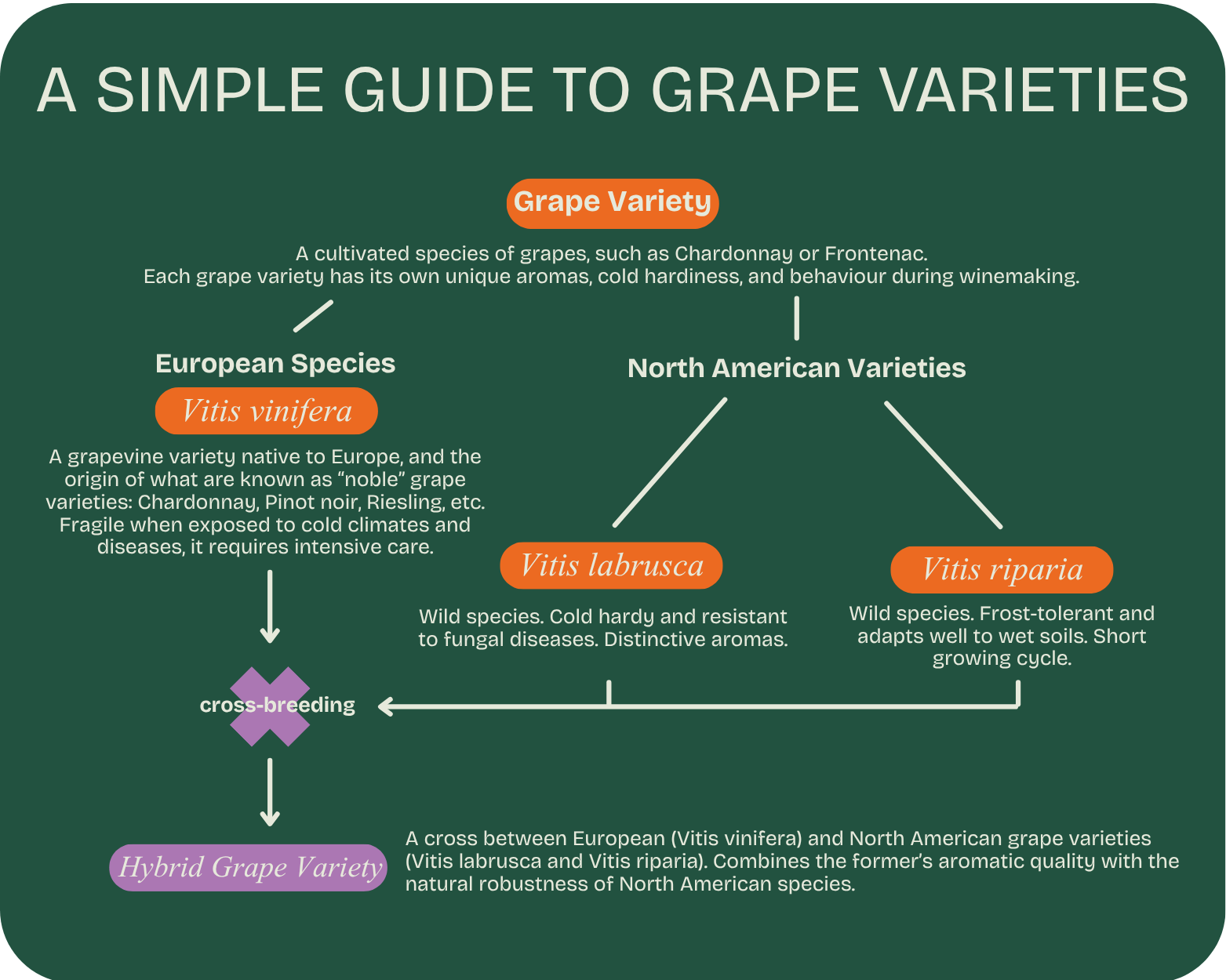 infographie cepages 1