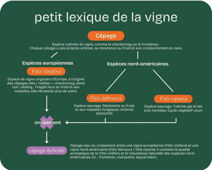 lexique cepages 4 lexique cepages 4
