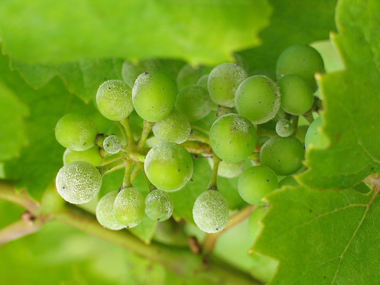 oidium 1 oidium 1
