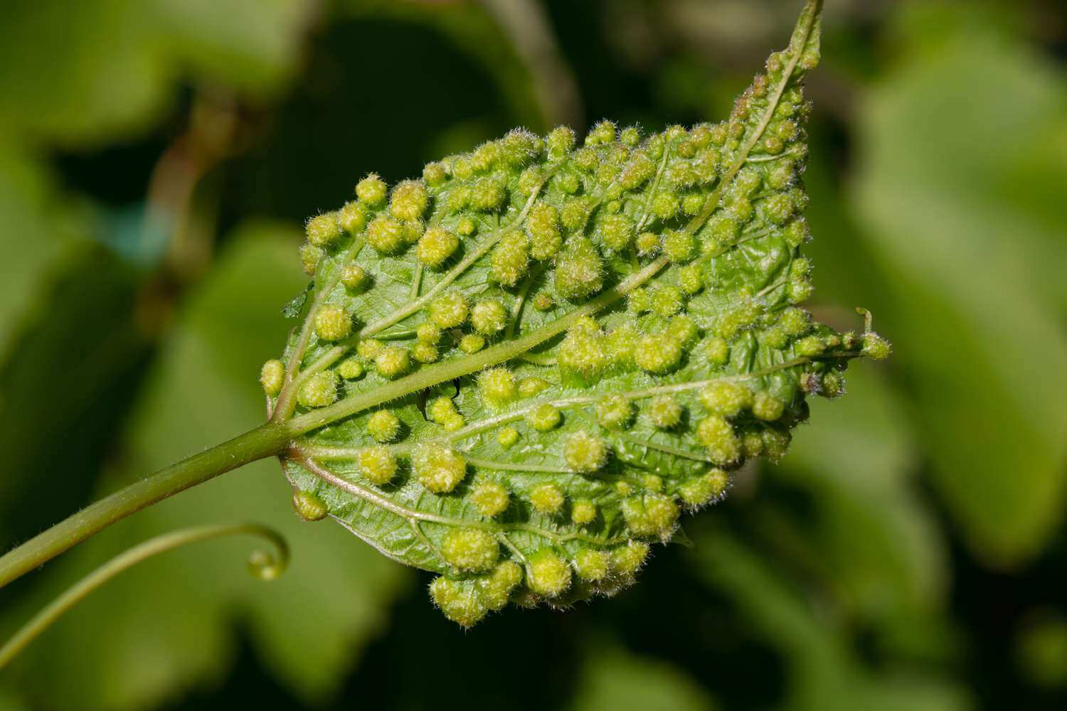 phylloxera 1 phylloxera 1