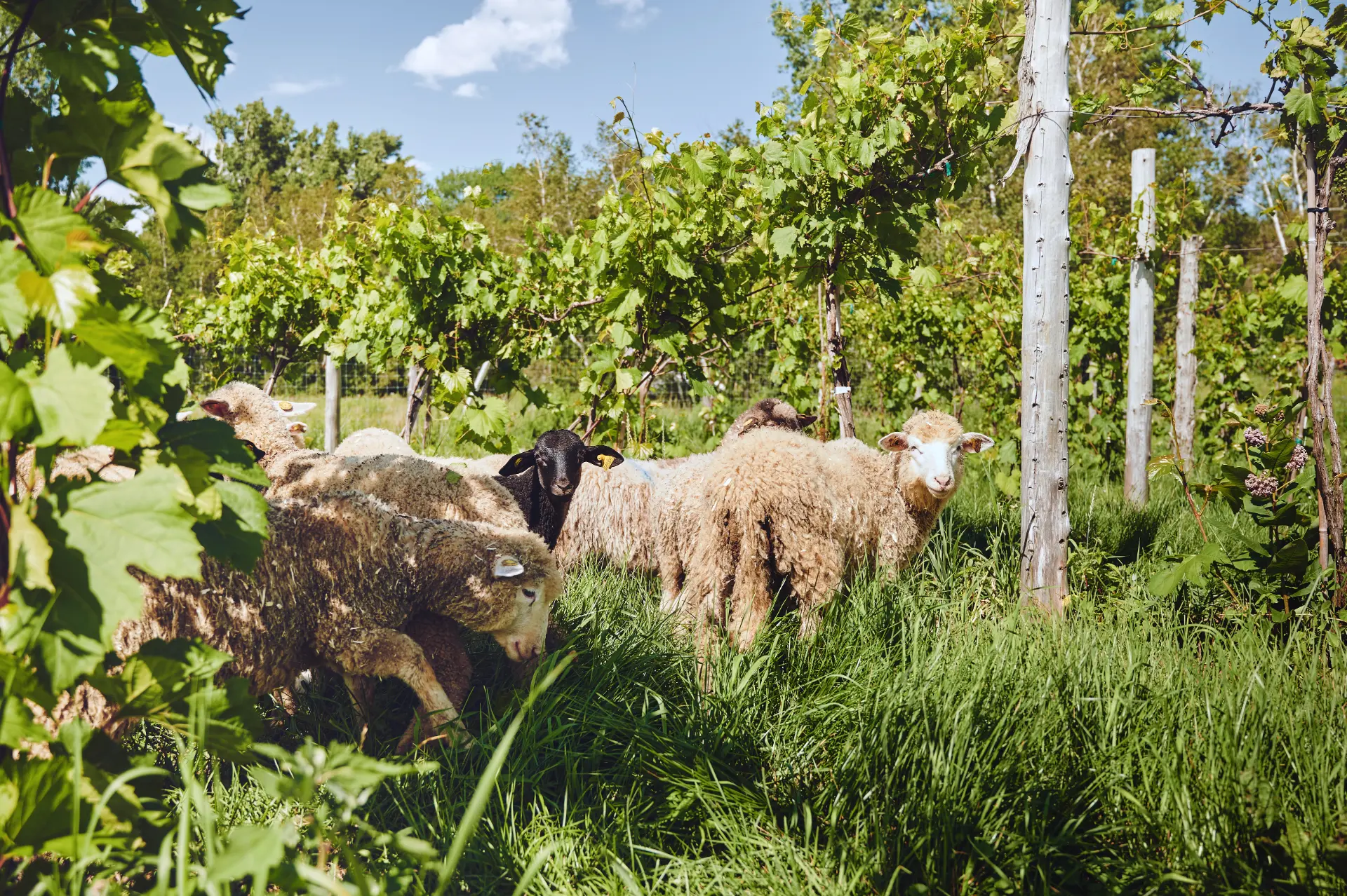 moutons vignoble route des vins brome missisquoi Plusieurs moutons, dont un agneau noir, broutent l'herbe verte au milieu des vignes de la Route des vins de Brome-Missisquoi, Québec.