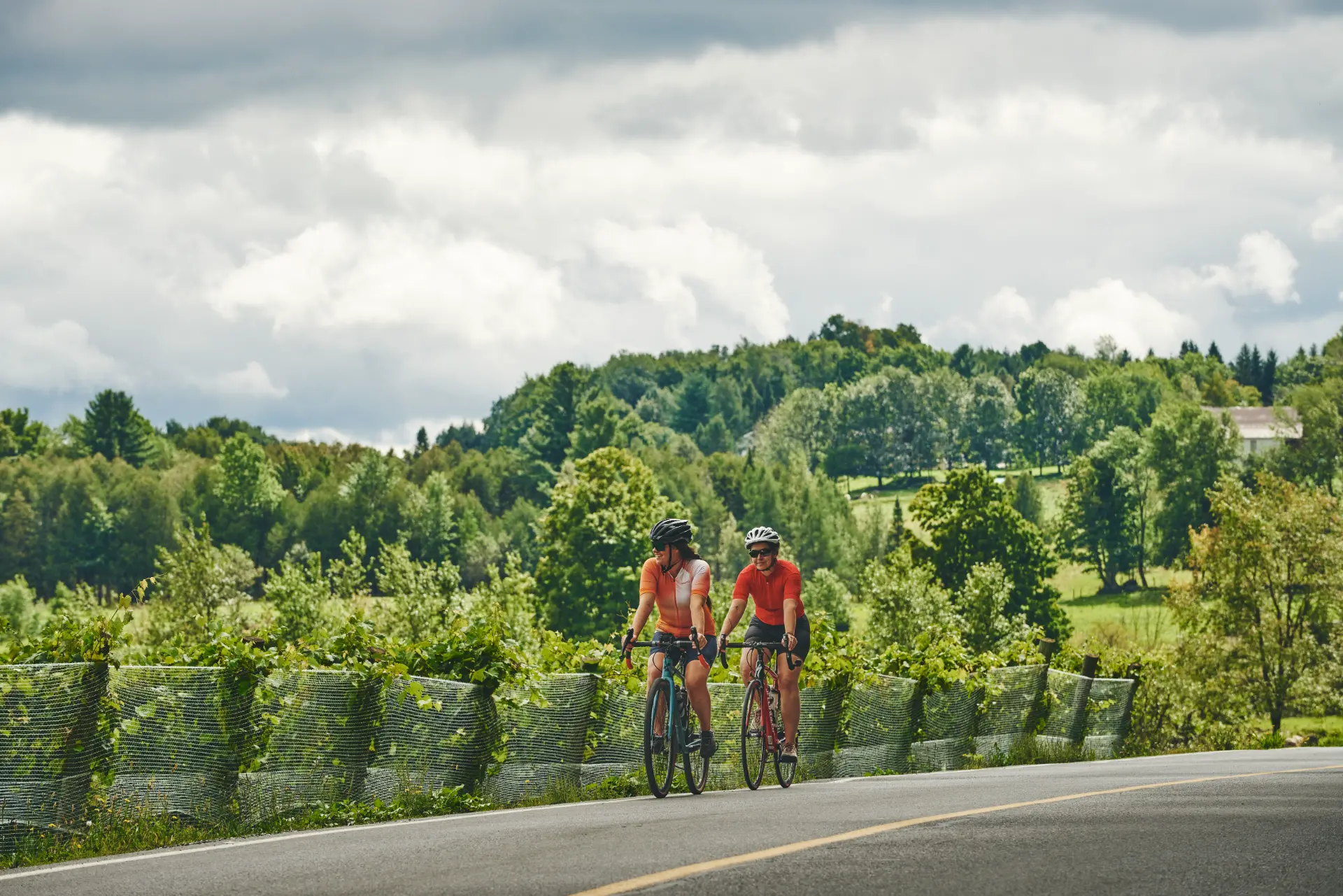 cyclistes route des vins brome missisquoi estrie Deux cyclistes parcourent la Route des vins de Brome-Missisquoi, longeant un vignoble verdoyant sous un ciel nuageux dans les Cantons-de-l'Est.
