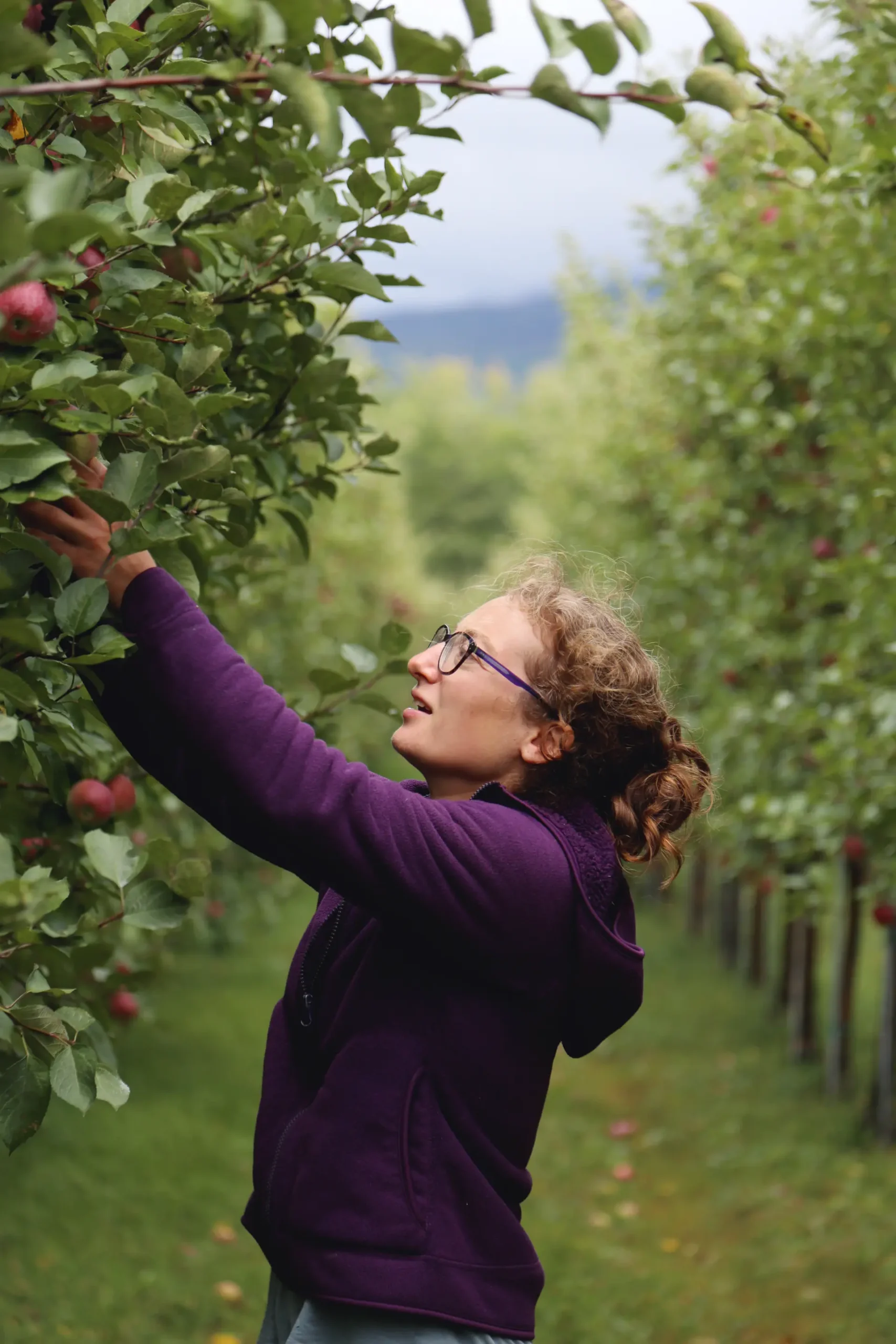 experience agrotourisme cantons est scaled Jeune femme aux lunettes cueillant des pommes rouges dans un verger verdoyant, une activité typique des Cantons-de-l'Est, Québec.