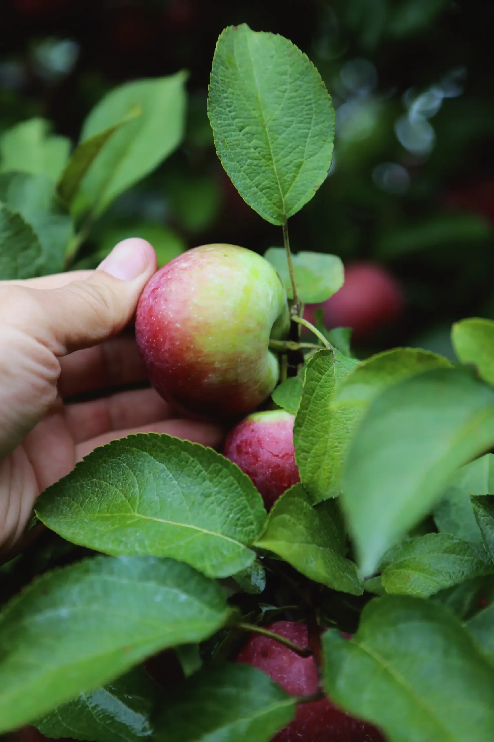 fruit local cantons de l est route des vins scaled Main tenant une pomme verte et rouge sur un arbre feuillu des Cantons-de-l'Est sur la Route des vins de Brome-Missisquoi.