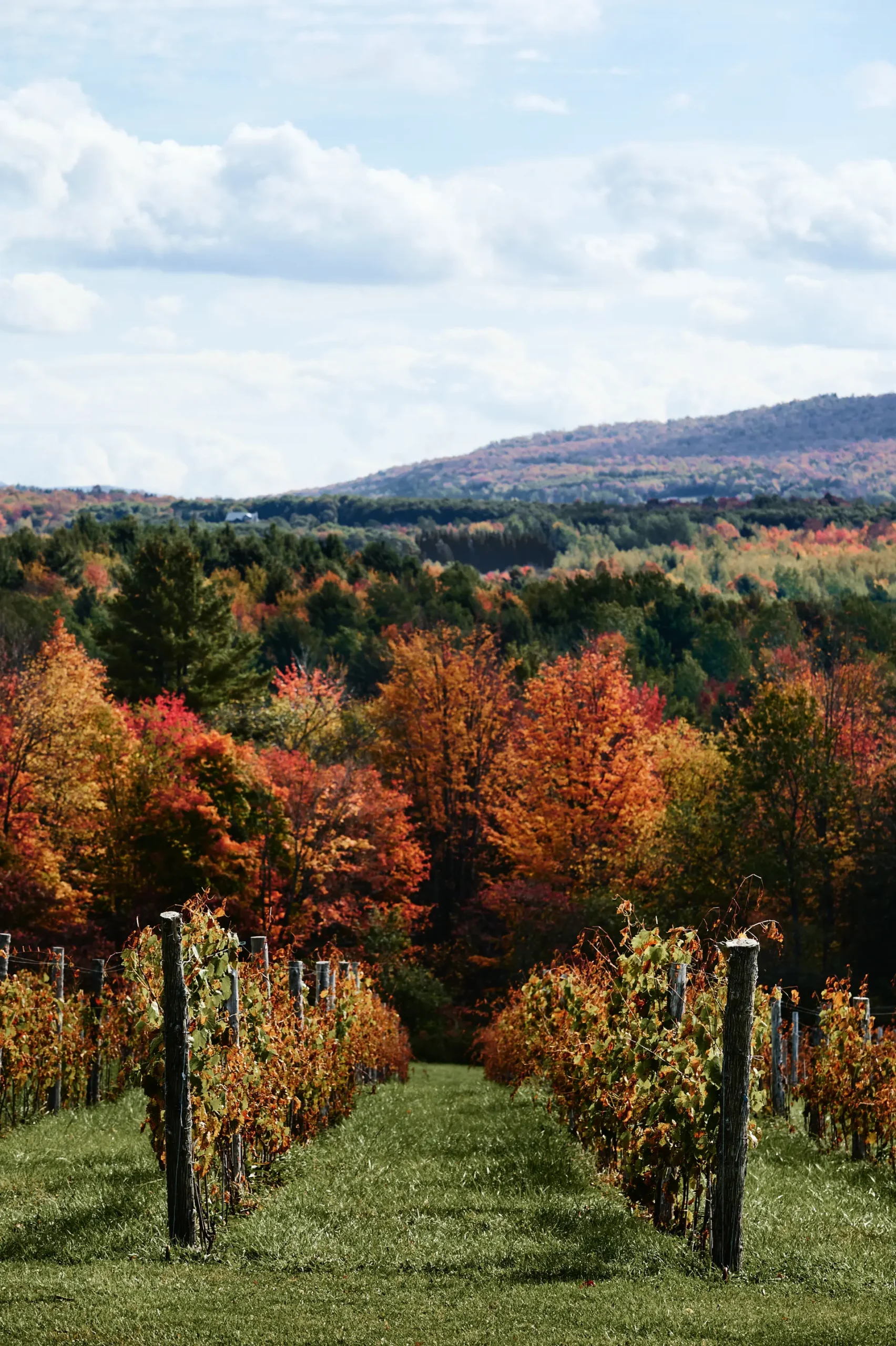 route des vins brome missisquoi vignoble automne quebec scaled Vignes aux feuilles dorées en automne, avec forêt colorée et collines des Cantons-de-l'Est. Vignoble de la Route des vins Brome-Missisquoi, Québec.