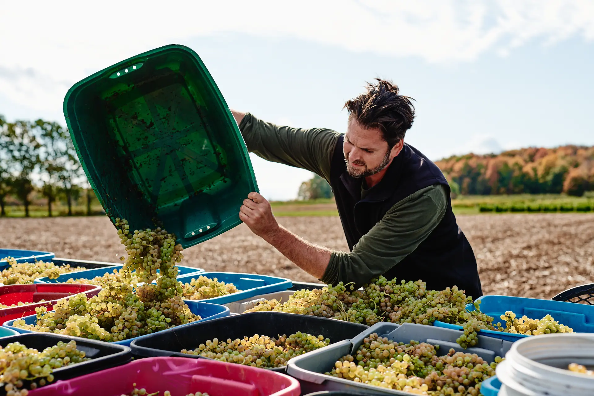vendanges route vins brome missisquoi Vigneron versant des grappes de raisins blancs dans des bacs, une étape clé des vendanges sur la Route des vins de Brome-Missisquoi.