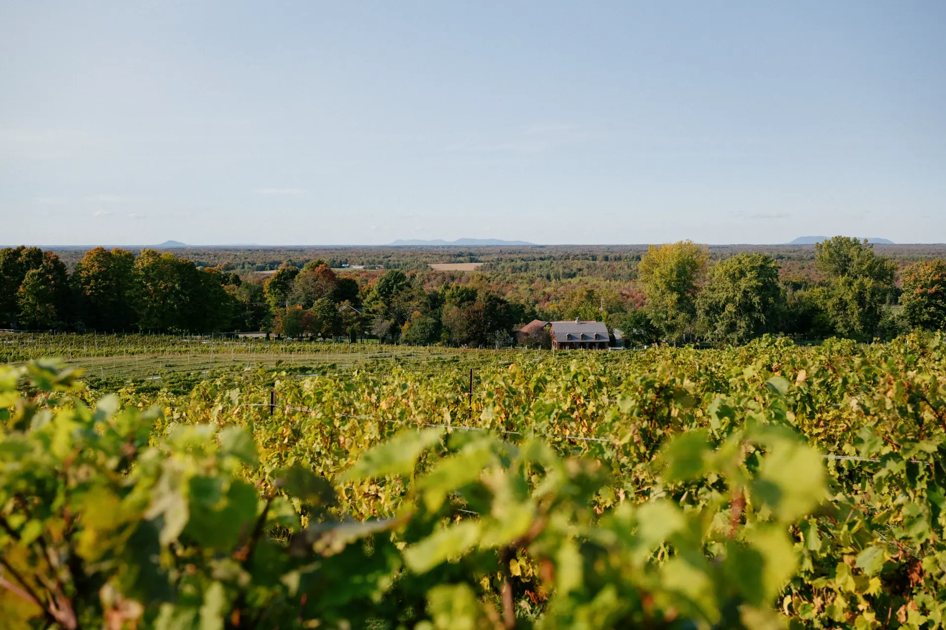 vignoble route des vins brome missisquoi Vignoble ensoleillé avec rangées de vignes et maison au loin. Paysage de la Route des vins de Brome-Missisquoi, Cantons-de-l'Est.